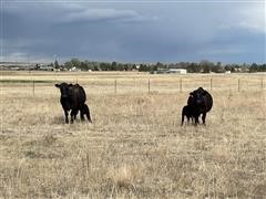 2) First Calf Registered Angus Pairs (BID PER PAIR) 