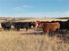 8) Red Angus 4-6 YO Bred Cows (BID PER HEAD) 