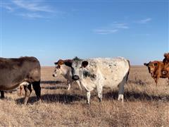 11) CBWF/Char And British White 5-8 YO Bred Cows (BID PER HEAD) 