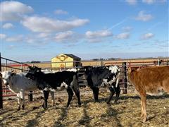 4) Longhorn Open Heifers (BID PER HEAD) 