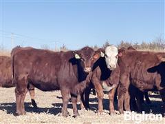 15) Red Angus Open Replacement Heifers (BID PER HEAD) 