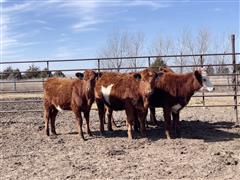 5) Red-Baldy Red Angus & Galloway Open Replacement Heifers (BID PER HEAD) 