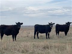 10) Blk And BWF 3 YO Fall Bred Cows (BID PER HEAD) 