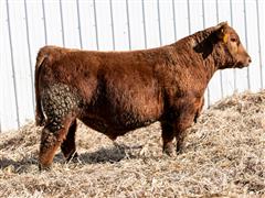 D&D SPARTACUS 220K (Heifer Bull) 