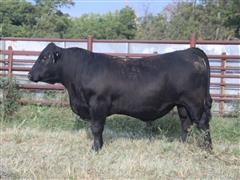 1) K SKY OF MAF Reg Angus Bull 18 Mth Old 102L 