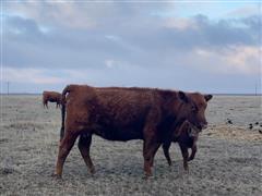 6) Red Angus 1st Calf Heifer Pairs (BID PER PAIR) 