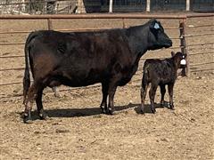 9) Black And Red Mature Cows (SS-BM) (BID PER PAIR) 