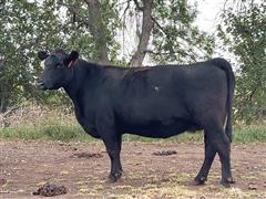 2) 5 & 7 YO Registered Angus Bred Cows (BID PER HEAD) 