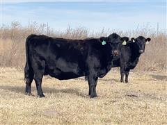 12) Blk-Red & Baldy Bred Cows (BID PER HEAD) 