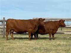 2) Reg. Red Angus 7YO Fall Bred Cows (BID PER HEAD) 