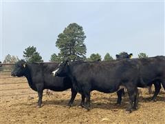 4 & 5 YO Fall Bred Cows (BID PER HEAD) 