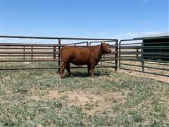 1) Open 2 YO Commercial Red Angus Heifer 
