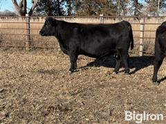 6) 6-8 YO Angus Bred Cows (BID PER HEAD) 