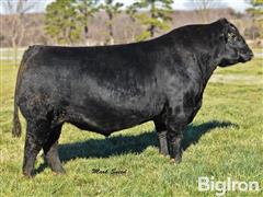 17) Bruin Uproar 0070 Semen Units (BID PER UNIT) 