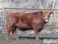 MOSCOW 503 Red Angus 2YO Bull 