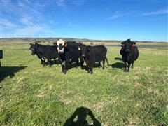 11) Commercial Black Bred Cows (BID PER HEAD) 