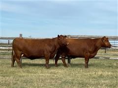 2) Reg. Red Angus 10YO Fall Bred Cows (BID PER HEAD) 