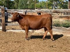 Parsley 7P005 Red Angus Bred Heifer 