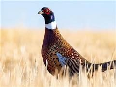 Western Kansas Pheasant Hunt 