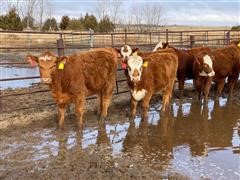 Red-Baldy Open Replacement Heifers (BID PER HEAD) 