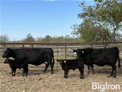 2) Reg. Angus Comin' 11 & 13 YO AI'd Pairs (BID PER PAIR) 