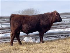 STOCKMAN OLY 211 (2 YO Red Angus Bull) 