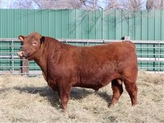 Red Angus SDCC RED GRAZER 307H 