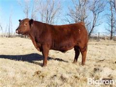 LOT 07 FLATIRON TITAN 474 Red Angus Bull 