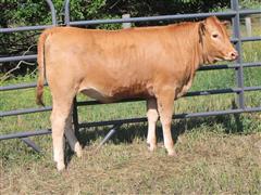 Reg. Full-Blood Akaushi Open Replacement Heifer (BROWN K7212) 