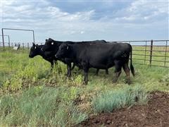 10) Angus 5-7 YO Fall Bred Cows (BID PER HEAD) 