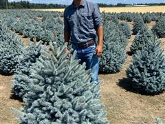 Baby Blue Spruce Trees 