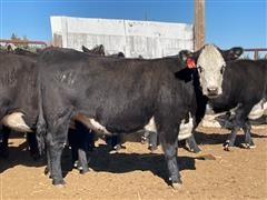Commercial Black White Face 1st Calf Heifers (BID PER HEAD) 