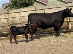 1) Reg. Angus 1st Calf Pair (Nemaha Phyllis 033-B767)) 