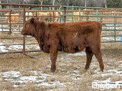 5) Commercial Red Angus Open Replacement Heifers (BID PER HEAD) 