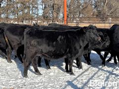 9) Angus Bred Heifers (BID PER HEAD) 