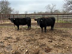 2) Reg Angus 4-5 YO Bred Cows (BID PER HEAD) 