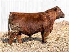 D&D ATOMIC 22K (Heifer Bull) 