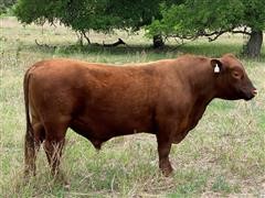 Red Angus Plus/Polled Bull 