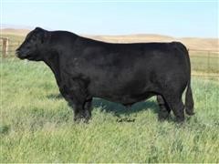 Reg Angus Bull Semen (BID PER UNIT) 