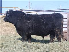 Commercial Angus 2.5 YO Bull #21 