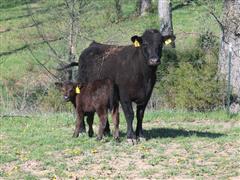 5) 1st Calf Blk Angus Pairs (AI Calves - Sure Fire) (BID PER PAIR) 