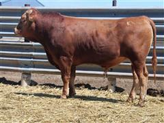 MELLOTT RANCH J4924 (2 Year Old / Heifer Bull) 