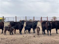 10) Comm. Blk 1st Calf Heifer Pairs (BID PER PAIR) 