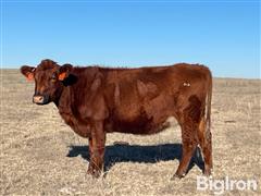 9) Reg. Red Angus 1A-B Comin' 3YO & 1 4YO Bred Cows (BID PER HEAD) 