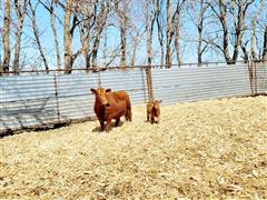 1) 5th Calf Red Angus Pair 