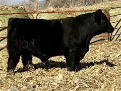 YR 0760 (3/4 Sim-Angus Bull) 