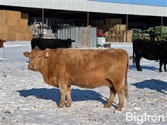 42) Crossbred Mature Bred Cows (BID PER HEAD) 