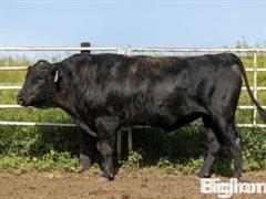 (20) Bar R H102 Fullblood Black Wagyu Semen (BID PER UNIT) 