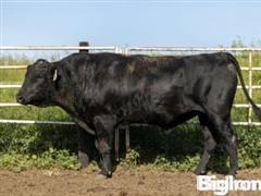 (20) Bar R H102 Fullblood Black Wagyu Semen (BID PER UNIT) 