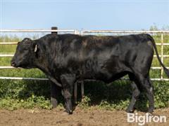 (20) Bar R H102 Fullblood Black Wagyu Semen (BID PER UNIT) 